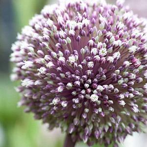 Allium Rosenbachianum, Ornamental Allium, Showy Persian Onion, Showy Onion, Purple Flowers